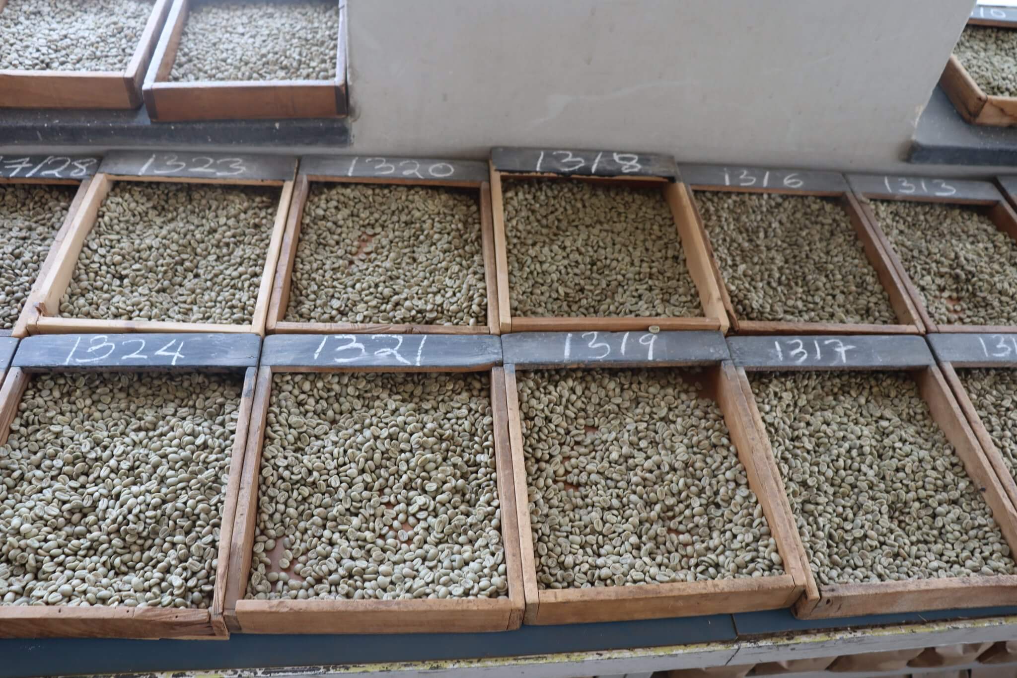 Coffee Prices Rally at the Auction