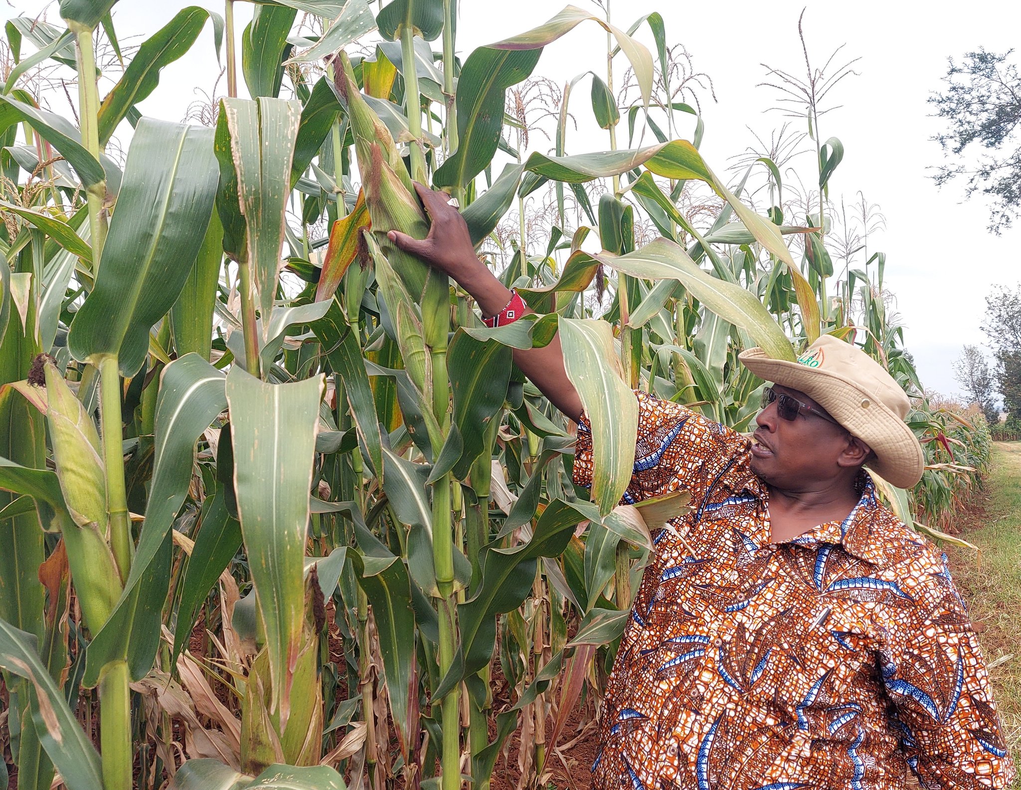 Self-Pollinating Maize Technology to Cut Production Cost