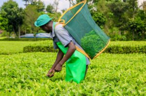 A farmer picking tea. Photo (courtesy).