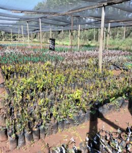 KTL avocado seed nursery in Trans-Nzoia County. It is one of the enterprises that has benefited from KCDMA programme. Image:BDA.