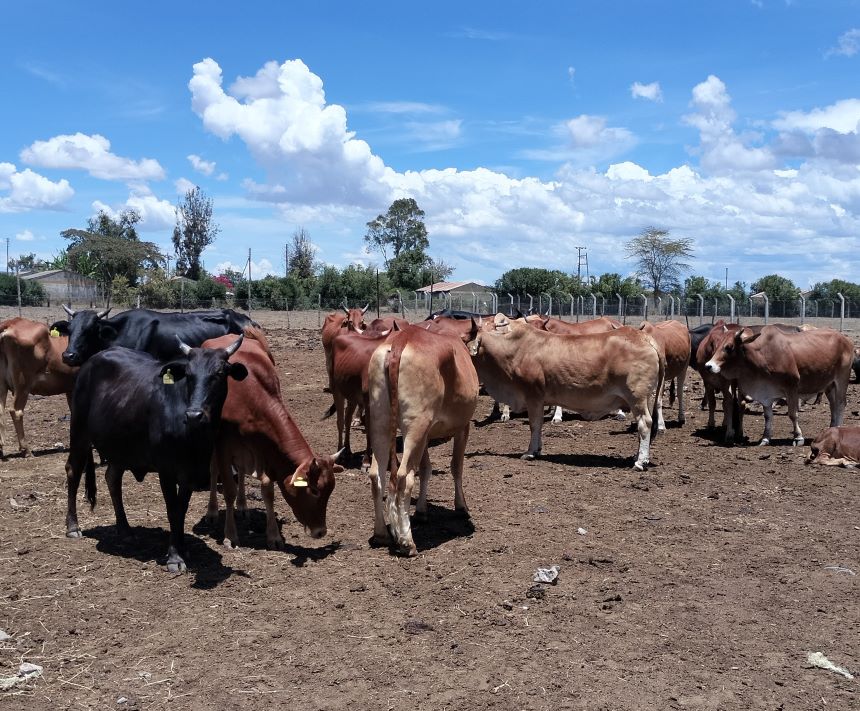 Kenya to Transform Livestock Sector with Creation of a Beef Federation