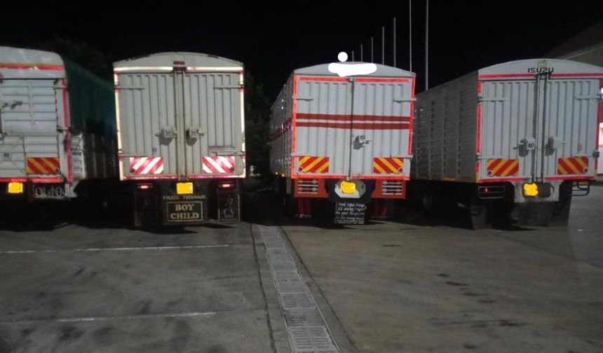 KRA on the Spot as AFA-HCD Intercepts Immature Avocado Exports to Tanzania